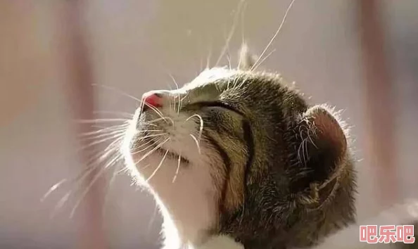 小黄猫传媒：传闻某知名导演与小黄猫传媒签约，合作新片引发业内热议，背后故事令人期待！